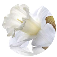 Narcissus Tazetta Bulb Extract